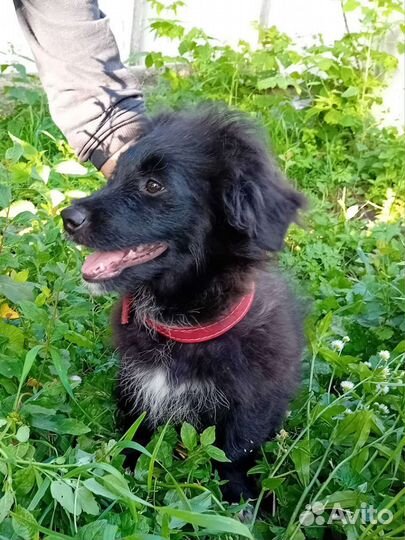 Щенок 4 месяца очень ждёт чтобы его заметили