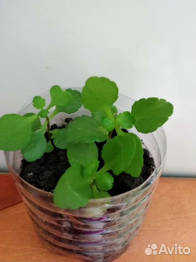 Каланхоэ красный махровый