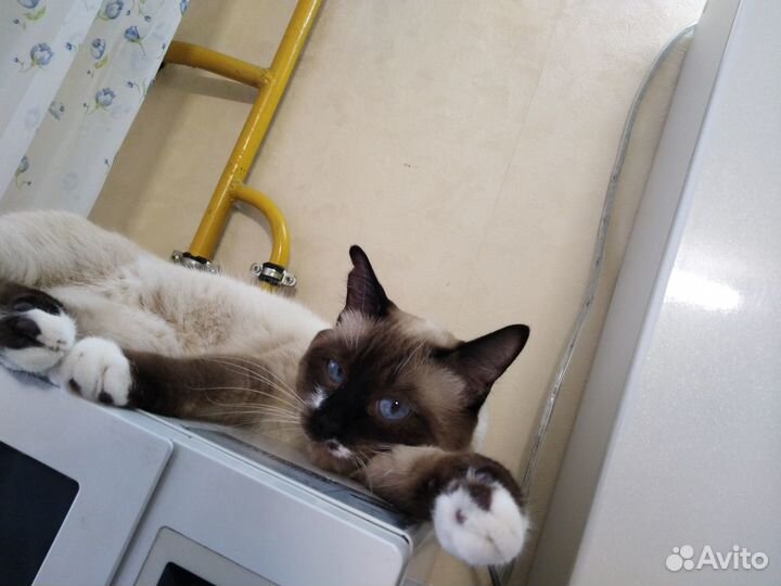Вязка. Кот. Тайский