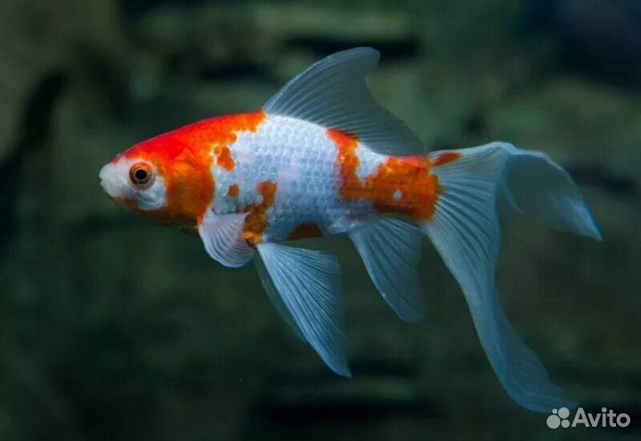 Золотая рыбка