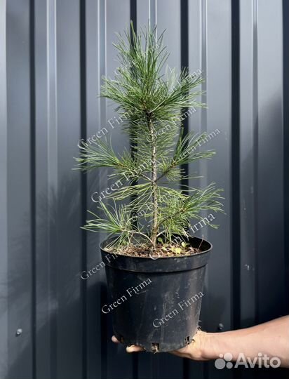 Кедр сибирский, саженцы 35-45 см, зкс, С5