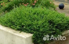 Жимолость блестящая