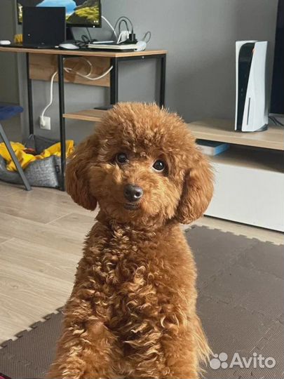 Услуги кинолога-зоопсихолога