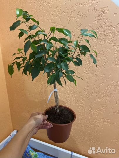 Фикус бенджамина