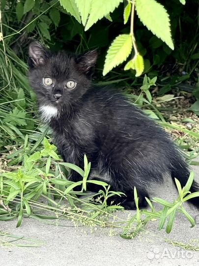 Котенок 1,5 мес