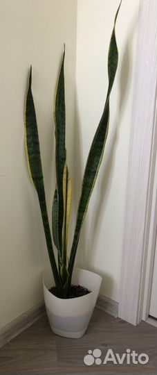 Сансевьерия Трехполосная Лауренти 120см