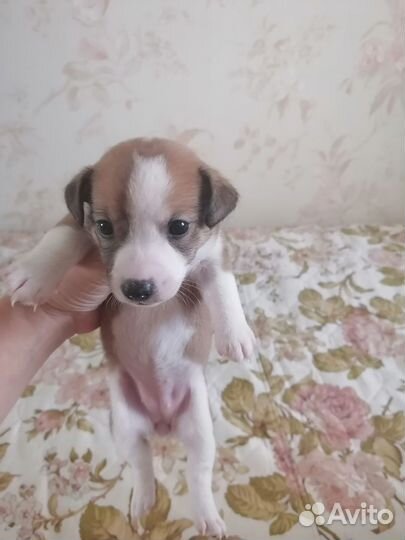 Щенки джек рассел терьер