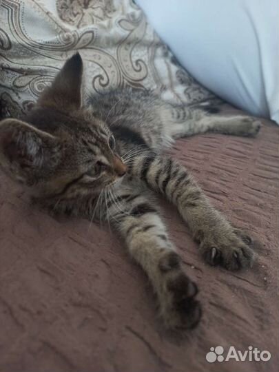 Кошка