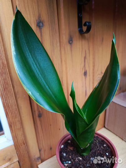 Сансевиерия