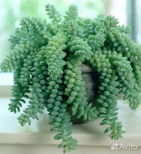 Седум буррито (очиток) Домашние цветы