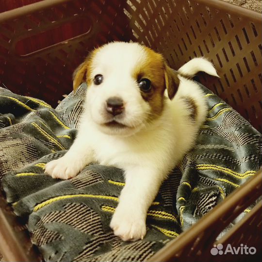 Щенки джек Рассел терьер