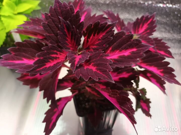 Колеусы вегетативные укорененные. Шикарные саженцы