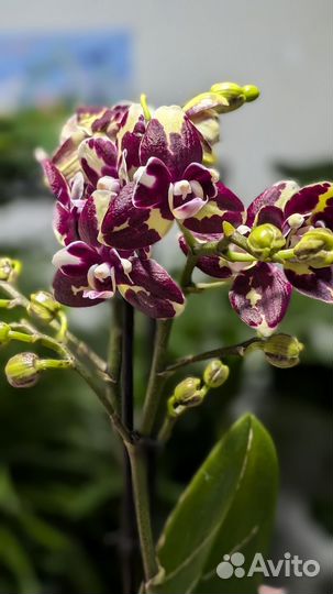 Орхидея фаленопсис мутант