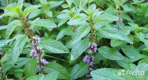 Свежая Мята и Мелисса, яблоки и груши,вишня