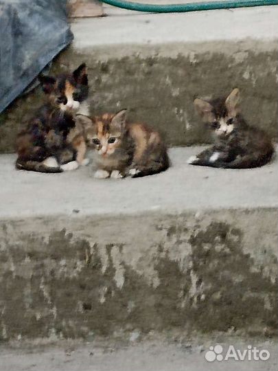 Отдам в хорошие руки