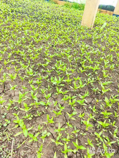 Рассада сладкого перца