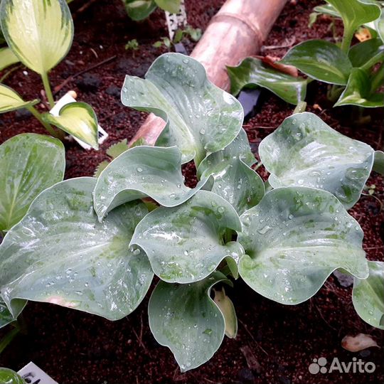 Хоста Дансинг маус