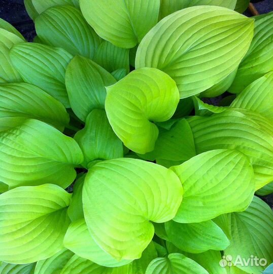 Хосты сортовые