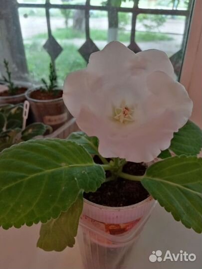 Детки глоксиний