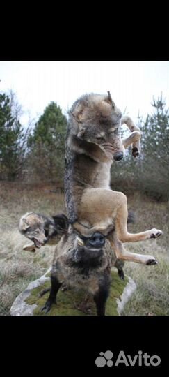 Чучела кабана и волков