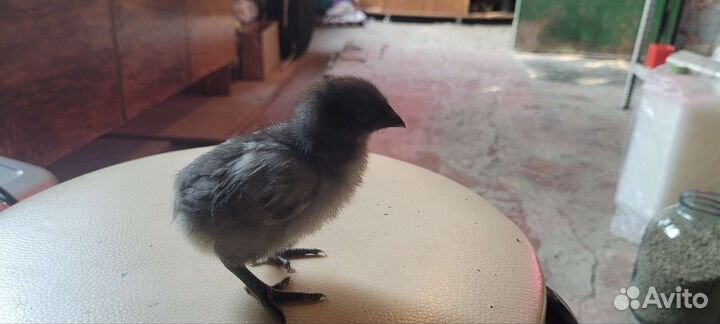 Черные цыплята ухейилюй