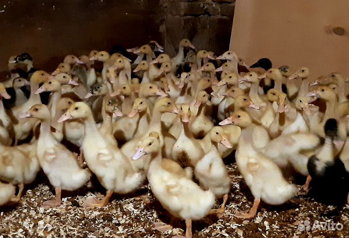 Продажа курей, утят, гусят и яйца оптом и розница