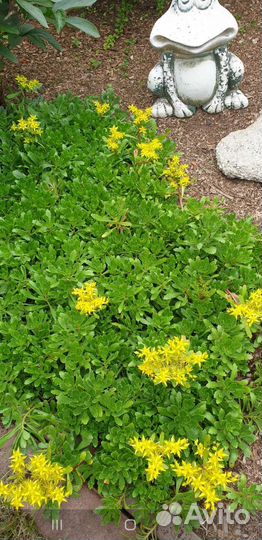 Почвопокровные растения