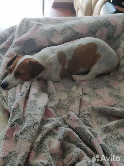 Передержка кошек и собак маленьких пород