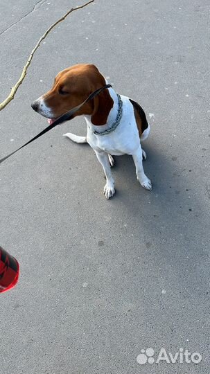 Сдам собаку в аренду