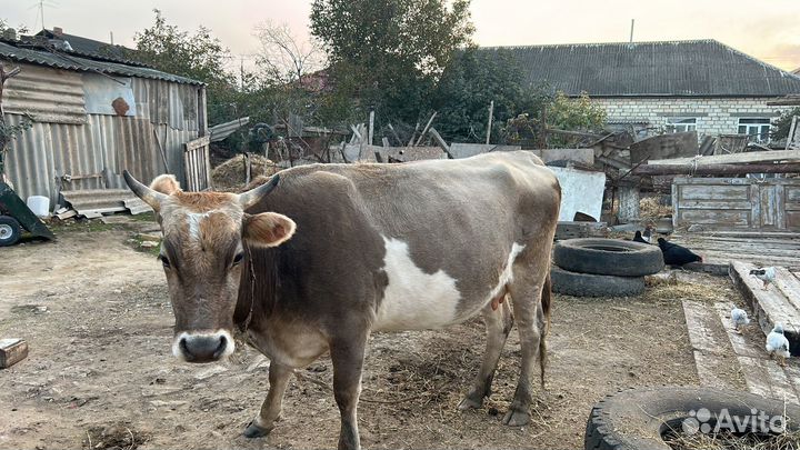 Корова с теленком