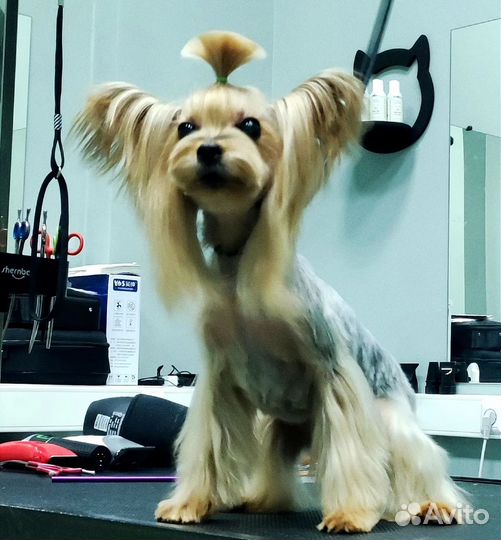 Курсы по обучению груминга. Стрижки собак