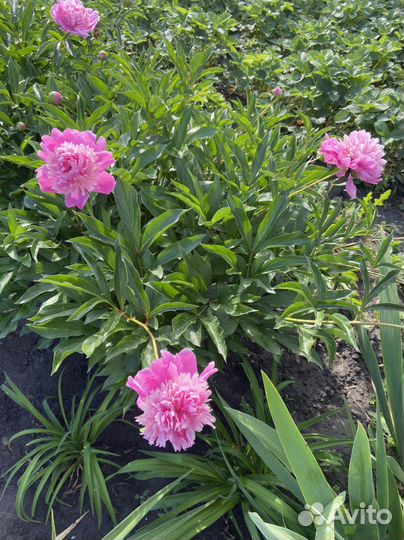 Многолетние цветы для сада