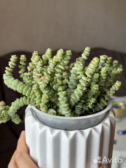 Красула Маринье