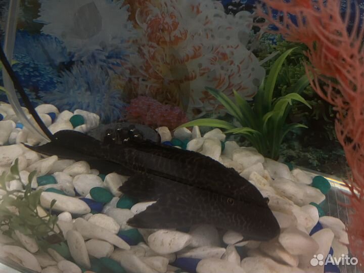 Сом присоска