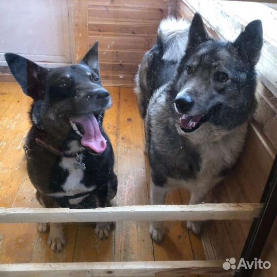 Передержка, для собачек и кошечек в частном доме