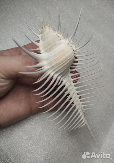 Морская раковина / Murex pecten