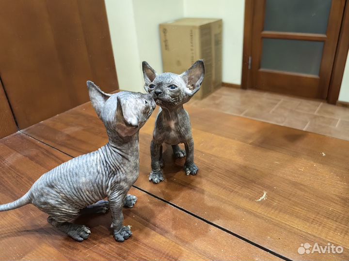 Котята Канадский сфинкс (3 девочки и мальчик)