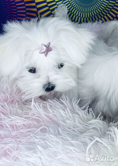 Мальтийская болонка мини