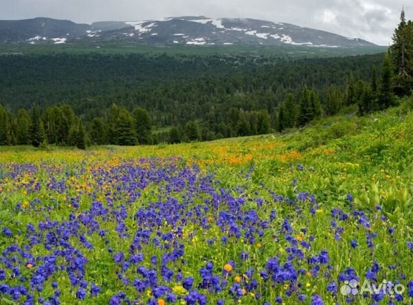Мед 2024 года из Алтая оптом