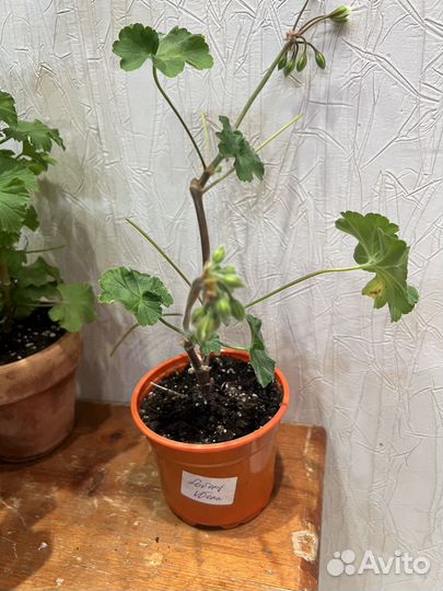 Пеларгонии сортовые