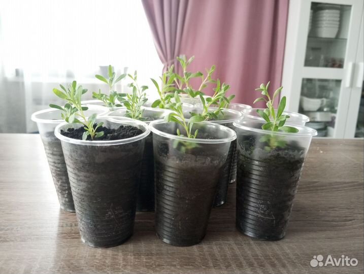 Продам лаванду