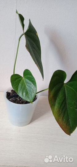 Антуриум красный