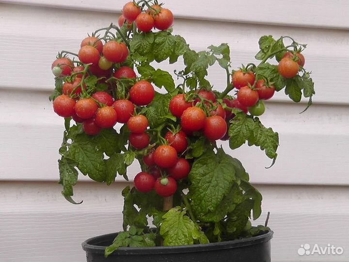 Томаты, помидоры на окно, комнатные 25 см Семена