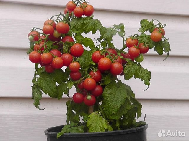 Томаты, помидоры на окно, комнатные 25 см Семена