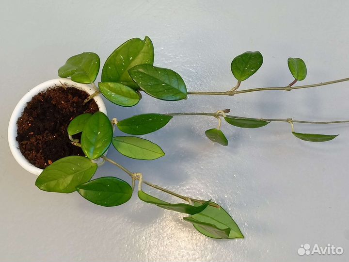 Хойя, пеперомия арбузная