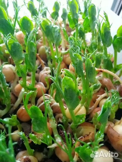 Горох Мадрас