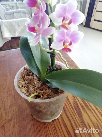 Орхидея фаленопсис