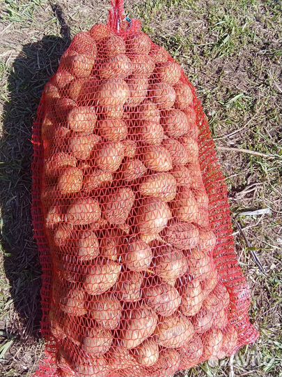 Семенной Картофель Гала