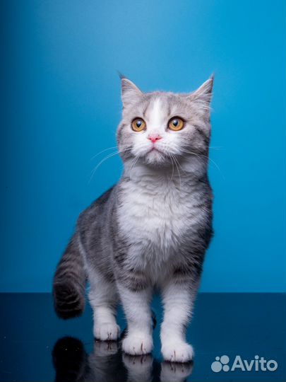 Грациозная Марго