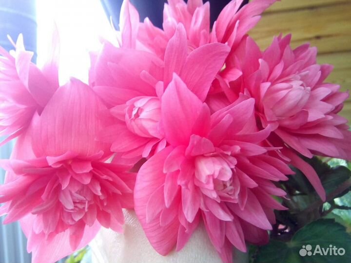 Бегония Беллекония